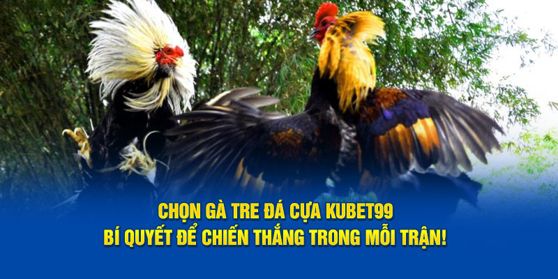 chon-ga-tre-da-cua-hubet-bi-quyet-de-chien-thang-trong-moi-tran