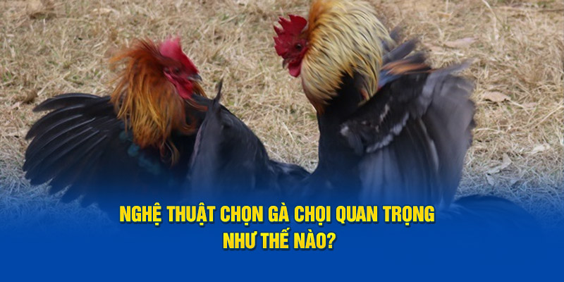 nghe-thuat-chon-ga-choi-quan-trong-nhu-the-nao