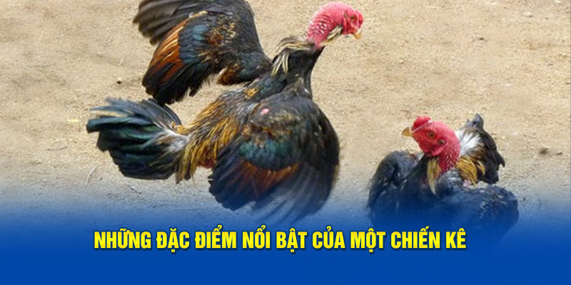 nhung-dac-diem-noi-bat-cua-mot-chien-ke