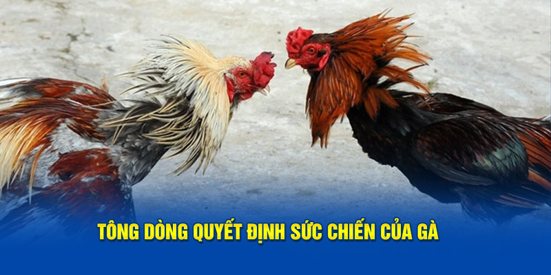 tong-dong-quyet-dinh-suc-chien-cua-ga